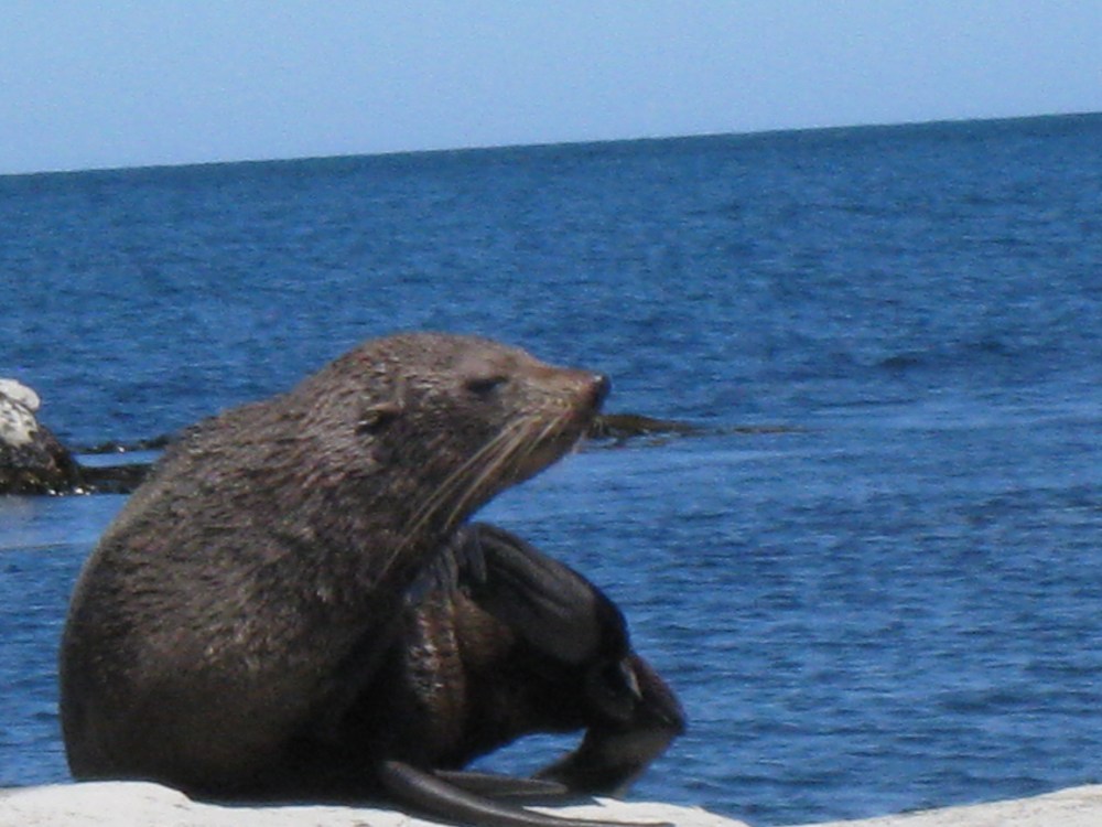 Elle est pas mignonne cette otarie à fourrure?!