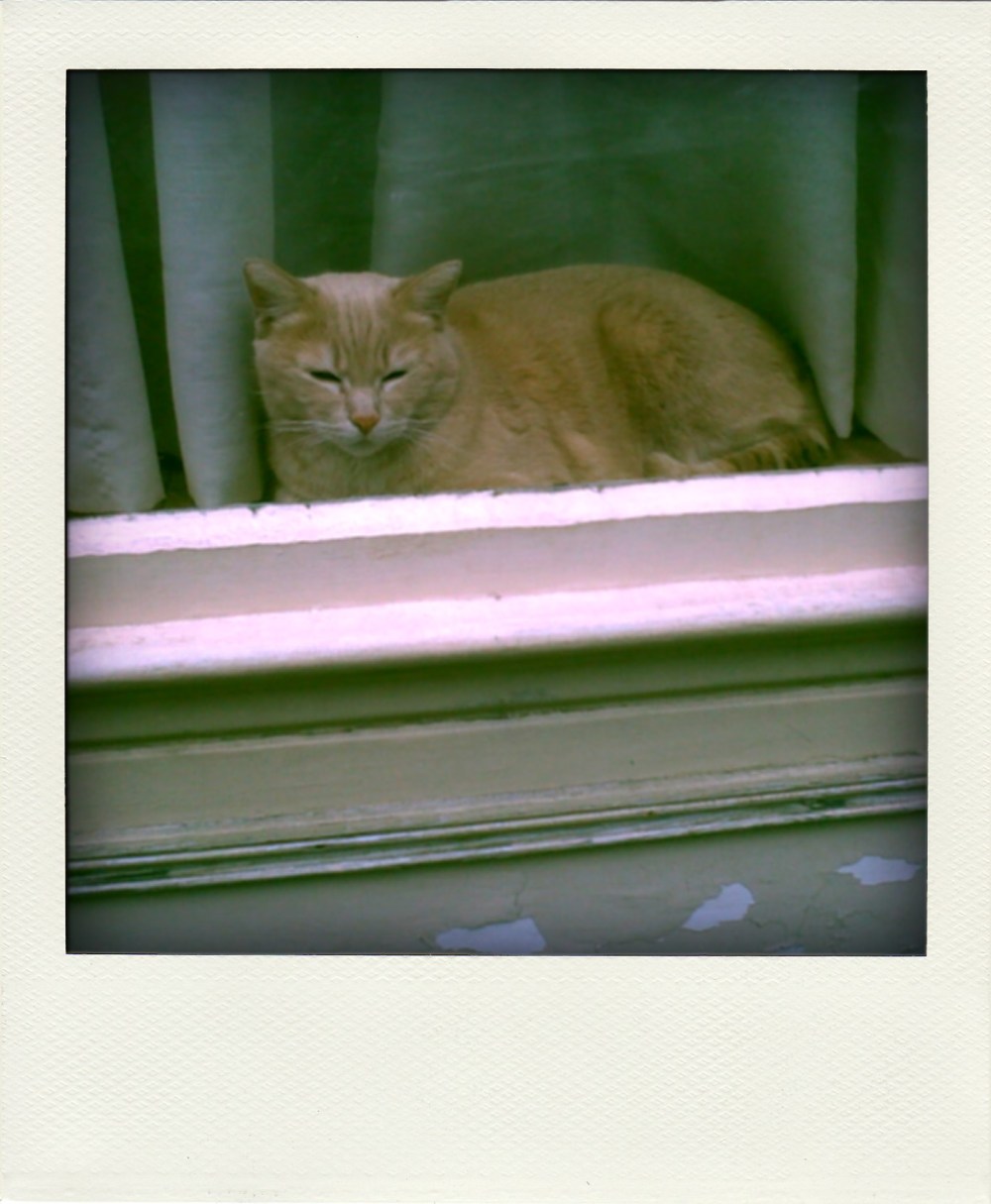 IMG00883-20110709-1400-pola